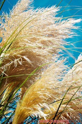 Wind swept pastures
