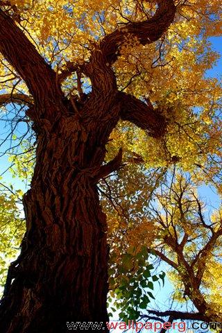 Ginkgo tree