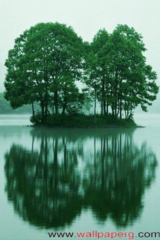 Trees reflection