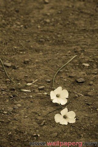 Flowers in the soil