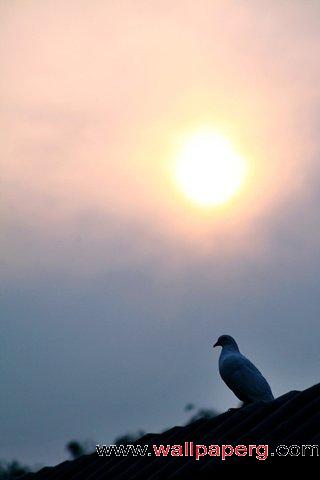 Sunset and lonely bird