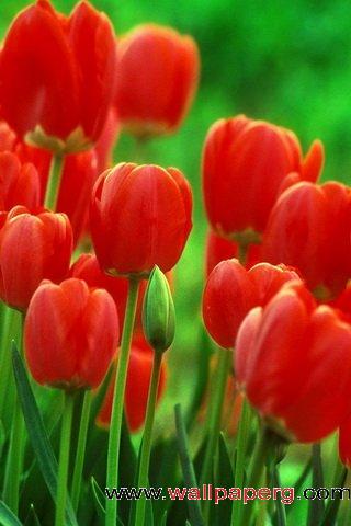 Red tulips