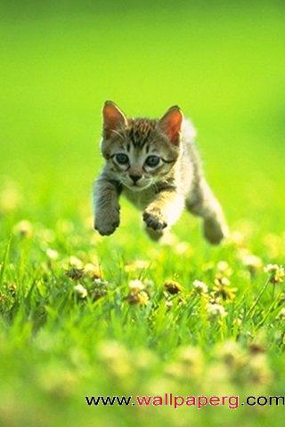 Leap in the kitten