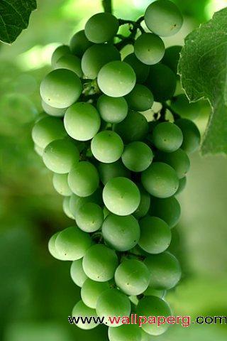 Dark green grapes