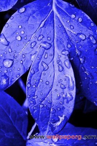 Blue leaves