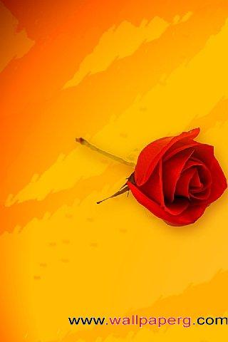 Romantic rose