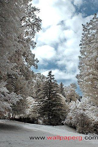 Snow tree