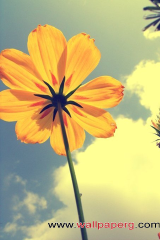 Large yellow flower