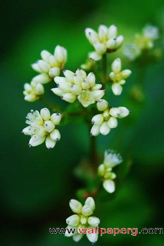 White flowers