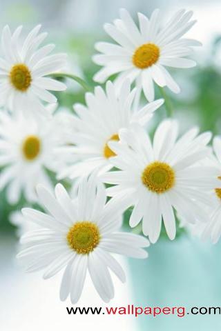 Daisies