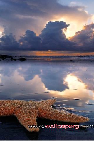 Dormant of a starfish