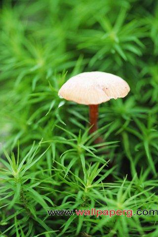 White mushrooms