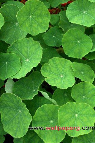 Lotus leaf