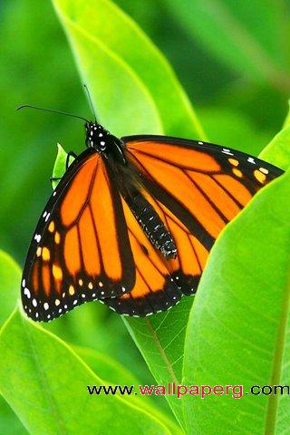 Dry leaf butterfly