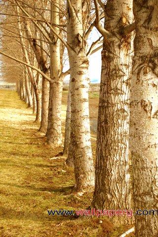 Row of trees