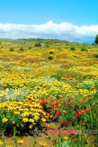 Flower sea