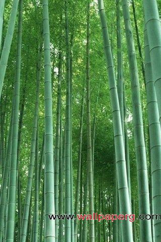 Bamboo forest