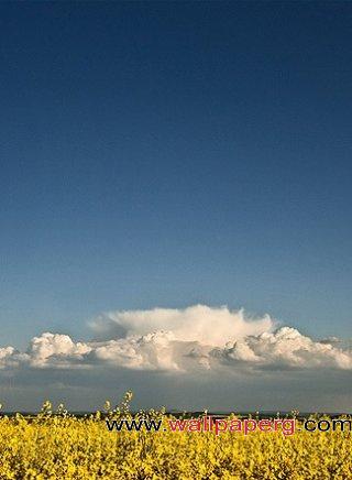 Yellow field