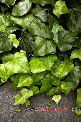 Ivy leaves