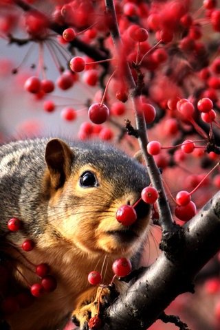 Download Small squirrel - Funny wallpapers for your mobile cell phone