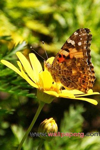Butterfly nectar