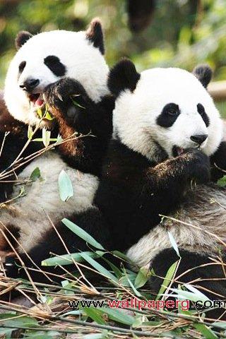 Two giant pandas