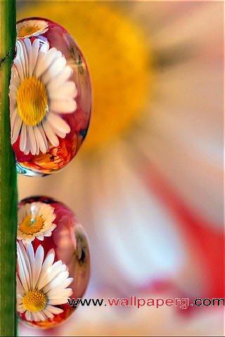 The flowers bloom