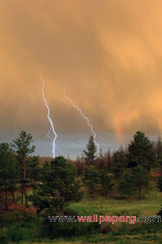 Lightning woods