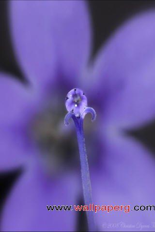 Flowers purple