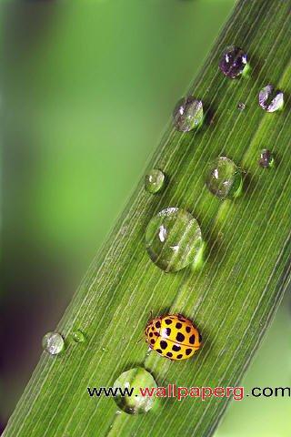 Ladybug on leaf