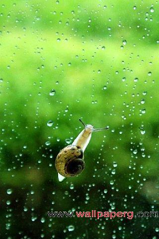 Snails to climb