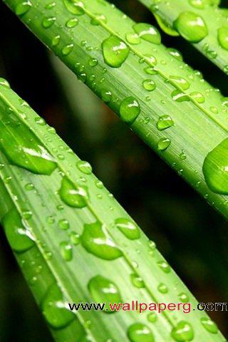 Lush green