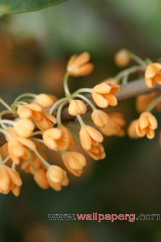 Unknown flowers
