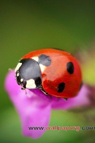 Bug lady