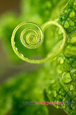Curly leaf
