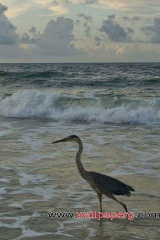 Swan walking