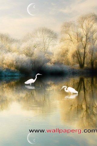 White swan in water