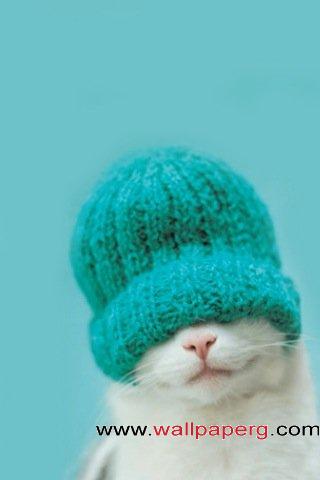Cat with hat