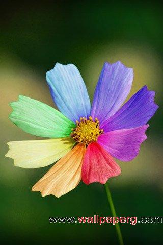 Color of petals