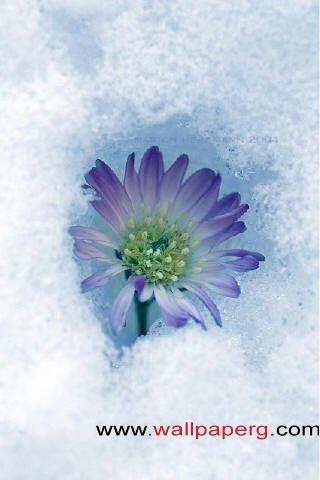 Snow flower