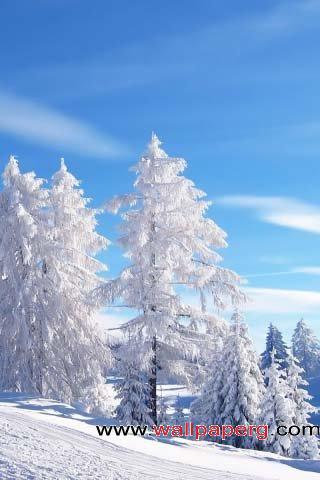 Snow trees