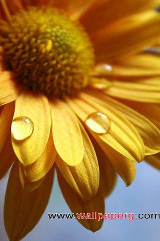 Dew sunflower