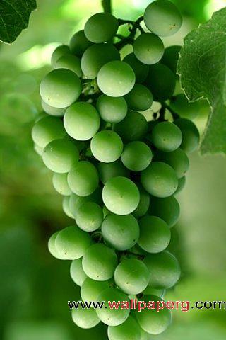 Green grapes