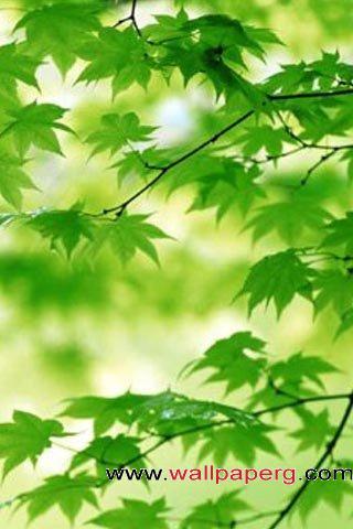 A green