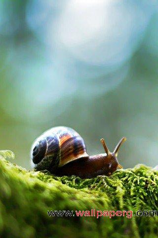 Snail