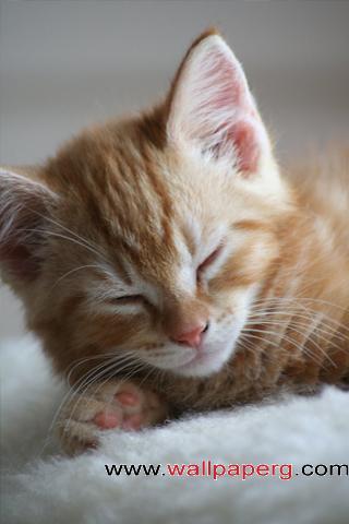 Sleepy kitten