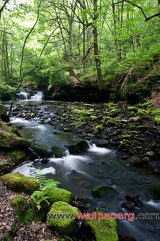 Forest stream