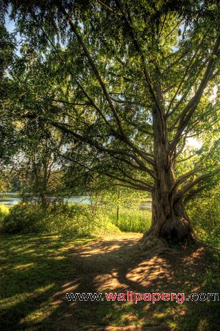Beautiful tree
