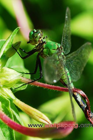 Dragonfly closeup