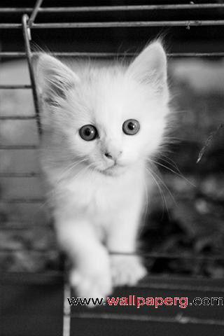 White kitten